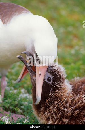 Laysan Albatros oder Gooney Bird Diomedea Immutabilis Wiederkäuen Essen Küken füttern kann Midway Atoll Pacific Stockfoto