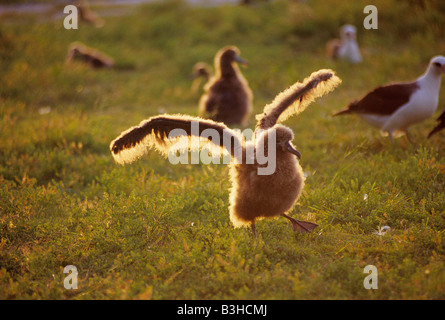 Laysan Albatros oder Gooney Bird Diomedea Immutabilis Küken Ausübung wings Midway Atoll Pacific Mai Stockfoto