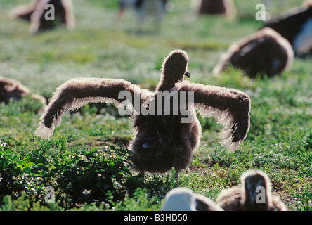 Laysan Albatros oder Gooney Bird Diomedea Immutabilis Küken Ausübung wings Midway Atoll Pacific Mai Stockfoto