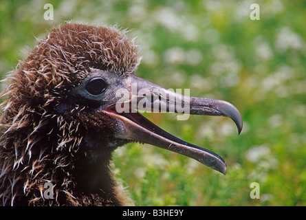 Laysan Albatros oder Gooney Bird Diomedea Immutabilis Küken keuchend an einem heißen Tag kann Midway Atoll Pacific Stockfoto