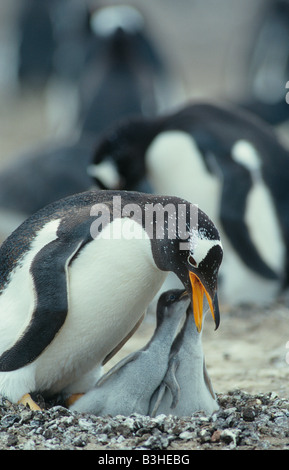 Gentoo Pygoscelis Papua Fütterung Pinguinküken auf Pebble nisten Seelöwe-Island-Falkland-Inseln Stockfoto