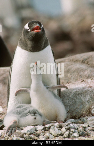Gentoo Penguin Pygoscelis Papua Küken betteln Antarktis Stockfoto