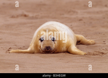 Grau oder Atlantik seal Pup Halichoerus Grypus Atlanticus Ostküste von Großbritannien Creme Geburt Mantel mit Sand bedeckt Stockfoto