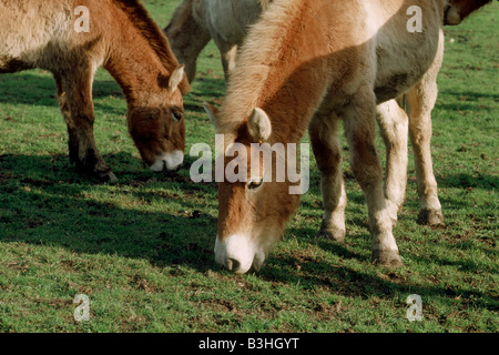 Przewalskis oder mongolischen Wild Pferde Equus Przewalskii sind jetzt in freier Wildbahn ausgestorben, sondern haben wieder eingeführt worden. Stockfoto