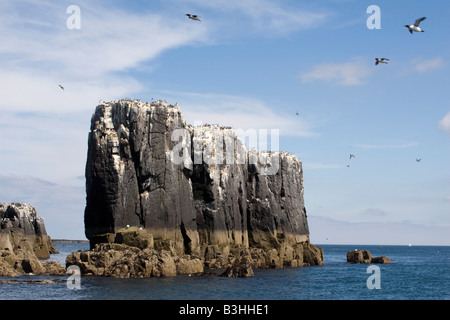 Kolonie von Seevögeln in den Farne Islands, Northumberland Stockfoto