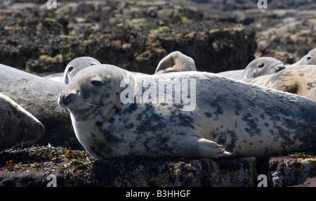 Atlantische graue Seehunde sonnen sich auf den Farne Islands, Northumberland Stockfoto