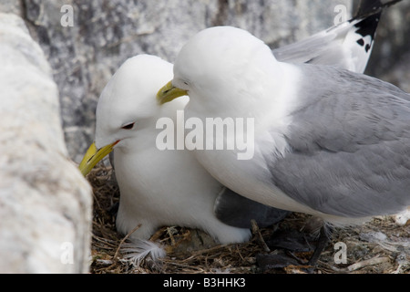 Verschachtelung Dreizehenmöwen auf den Farne Islands, Northumberland Stockfoto