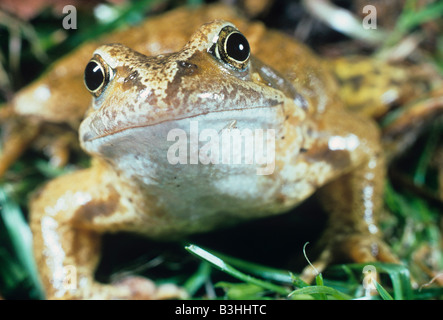 Gemeinsamen Frosch Kopf auf Rana temporaria Stockfoto