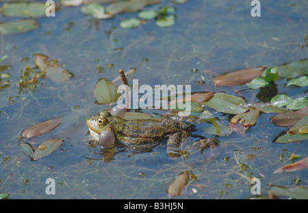 Marsh Frog Rana Ridibunda quaken gehen Wasser in Surrey Teich Großbritannien Stockfoto