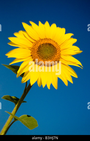 Sonnenblumen - Helianthus Annuus ("LensBaby" Weichzeichner-Effekt). Stockfoto