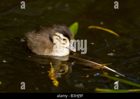 Stockenten-Küken, Schwimmen in einem Fluss auf der Suche nach Nahrung. Stockfoto