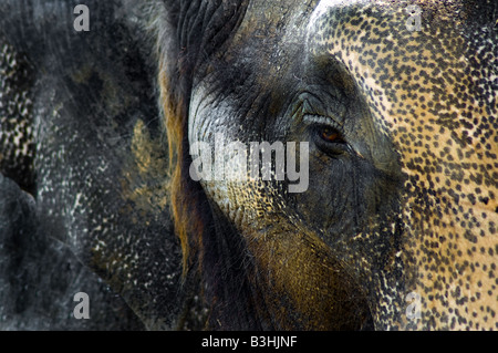 Aufnahme eines Elefanten hautnah im Columbus Zoo getroffen Stockfoto