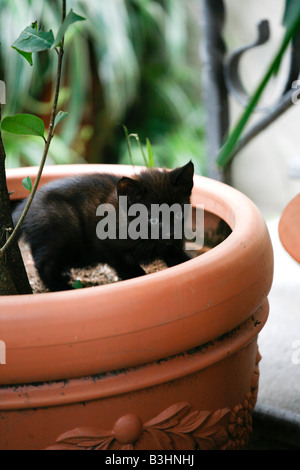 Kleine schwarze Katze spielen im freien Stockfoto