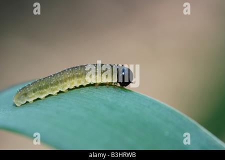Iris-Blattwespen Stockfoto
