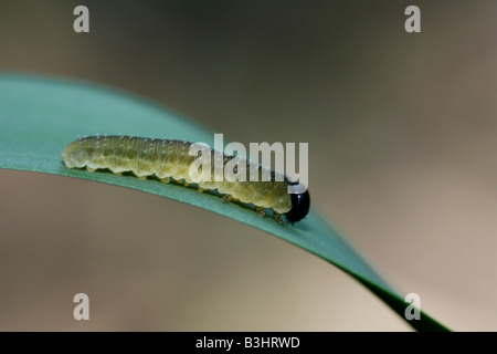 Iris-Blattwespen Stockfoto