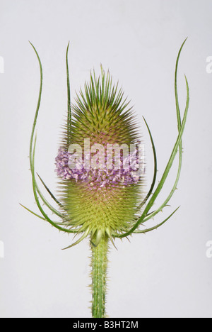 Karde Dipsacus Fullonum mit einer einzigen Wirtel geöffneter Blüten auf stacheligen flowerhead