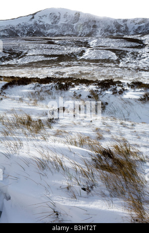 Schilf zeigt durch Wind geblasen Schnee in Glen Clunie, südlich von Braemar, Aberdeenshire, Schottland Stockfoto