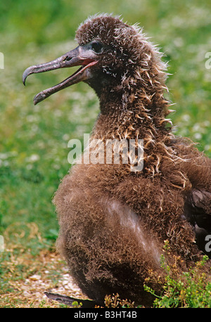 Laysan Albatros oder Gooney Bird Diomedea Immutabilis Küken keuchend an einem heißen Tag kann Midway Atoll Pacific Stockfoto