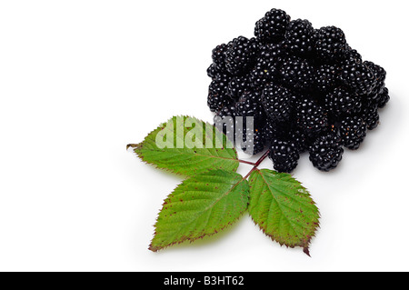 Brombeeren Stockfoto