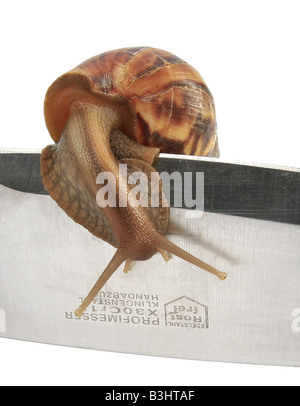 Achatina Fulica, riesigen afrikanischen Schnecke, riesigen afrikanischen Land Schnecke Stockfoto