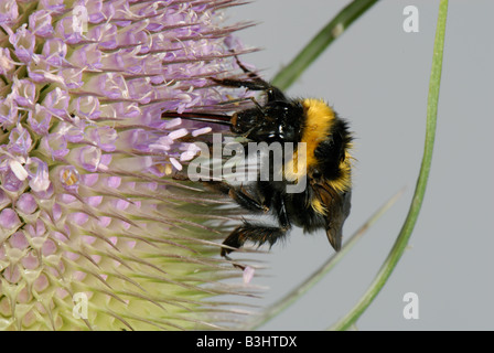 Garten Sie-Hummel Bombus Hortorum ernähren sich von Nektar aus den Blüten der Karde Stockfoto