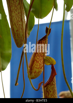 Nepenthes spec, Kannenpflanze Stockfoto