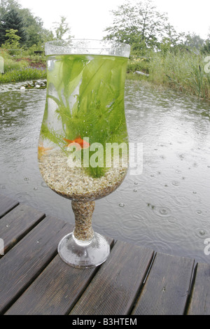 Carassius Auratus, Goldfische, Karpfen Stockfoto