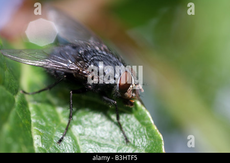 Fleisch-Fly auf Blatt Stockfoto