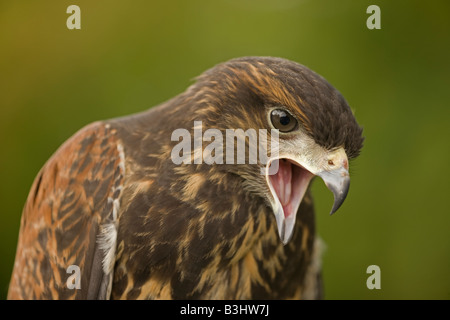 Harris Hawk (Parabuteo Unicinctus) unreif - Portrait - Calling - Captive - USA Stockfoto