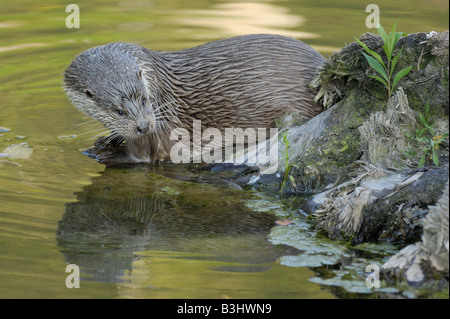 Europäische Otter (Lutra Lutra), Erwachsene in Gefangenschaft, Zürich, Schweiz Stockfoto