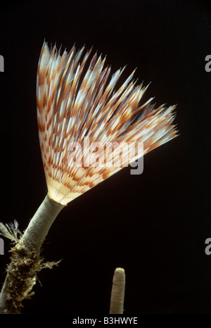 Peacock Wurm Sabella Pavonina aus Rohr Stockfoto