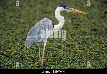 Cocoi Heron (Ardea Cocoi), Erwachsene, Pantanal, Brasilien, Südamerika Stockfoto