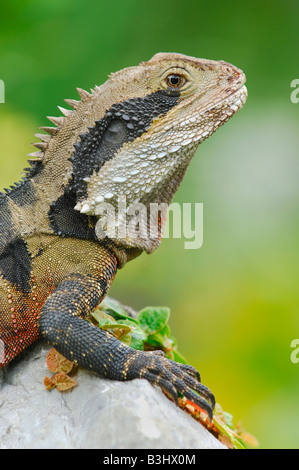 Östlichen Water Dragon (Physignathus Lesueurii), Australien Stockfoto