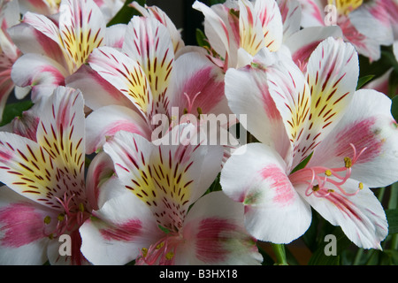 Inka Lilie Blumen (Alstroemeria Sorte) im Querformat. Stockfoto