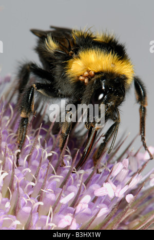 Garten Sie-Hummel Bombus Hortorum ernähren sich von Nektar aus den Blüten der Karde Stockfoto