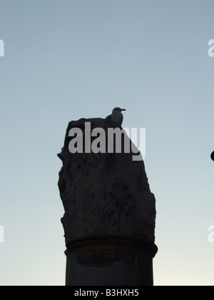 ein Vogel auf hohe Säule von TheTrajan Forum Rom Stockfoto