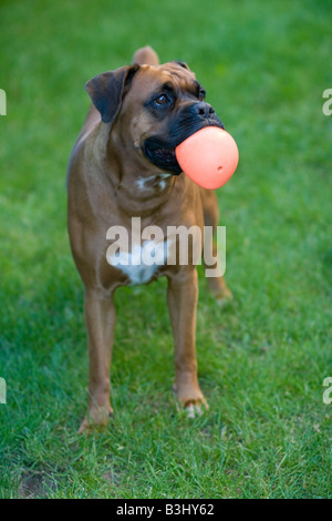 Porträt von weiblichen Boxer Hund stehend auf dem Rasen in der Backyardholding-Kugel im Maul Stockfoto