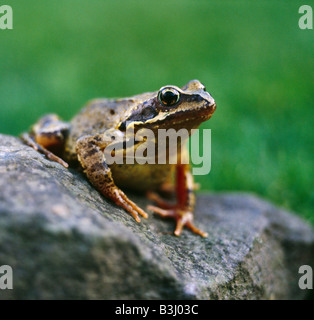 Grasfrosch, Rana Temporaria. Stockfoto