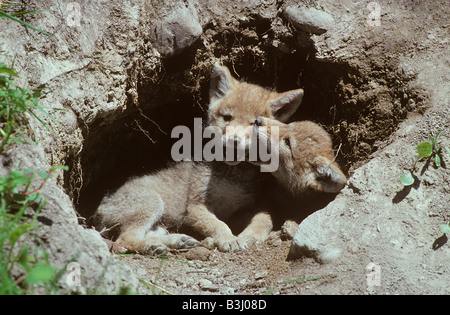 Coyote Cubs Canis Latrans spielen an Den Eingang Montana USA Stockfoto