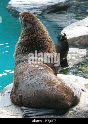 Eine niedliche Dichtung und einem großen Seelöwen zusammen hängen Stockfoto