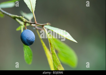 Prunus Spinosa. Schlehen-Beere auf Baum Stockfoto