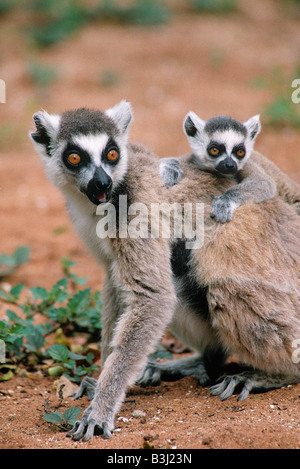 Ring-tailed Lemur Lemur Catta Baby festhalten an Mütter zurück Berenty Madagaskar Stockfoto