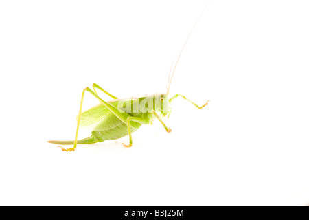 Grüne Bushcricket auf weißen Hintergrund zucken Stockfoto