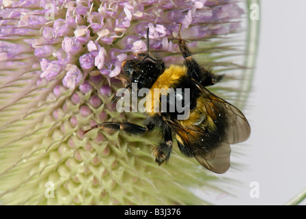 Garten Sie-Hummel Bombus Hortorum ernähren sich von Nektar aus den Blüten der Karde Stockfoto