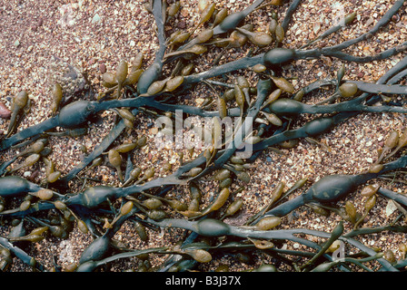 Ein Braunalgen oder Alge Ei oder geknoteten Wrack Ascophyllum Nodosum mit männlichen conceptacles Stockfoto