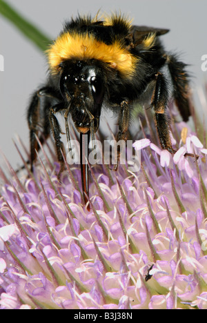 Garten Sie-Hummel Bombus Hortorum ernähren sich von Nektar aus den Blüten der Karde Stockfoto