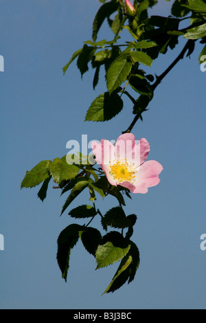 Einzelne Stängel der Wildrose gegen blauen Himmel Stockfoto