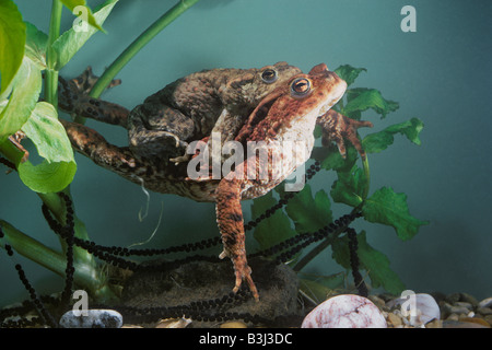 Gemeinsamen Kröte Bufo Bufo paar in Amplexus, weibliche unterhalb rot braun legt spawn Stockfoto