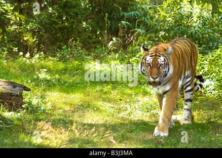 Ein wilder Tiger auf der Pirsch in einer natürlichen Umgebung Stockfoto