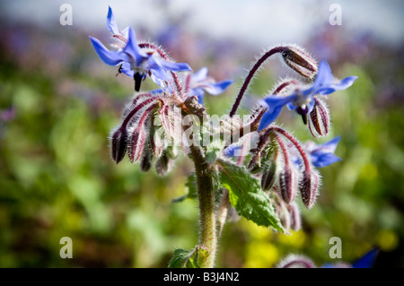 Nahaufnahme einer Borretsch Pflanze in einem Feld Stockfoto